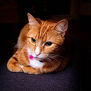 Khira joined the competition — help win amazing prizes! animal, cat, close_up, collar, cute, dark_background, domestic_cat, ears, feline, focused, fur, ginger_cat, indoor, mammal, pet, pink_tag, portrait, resting, whiskers, white_markings