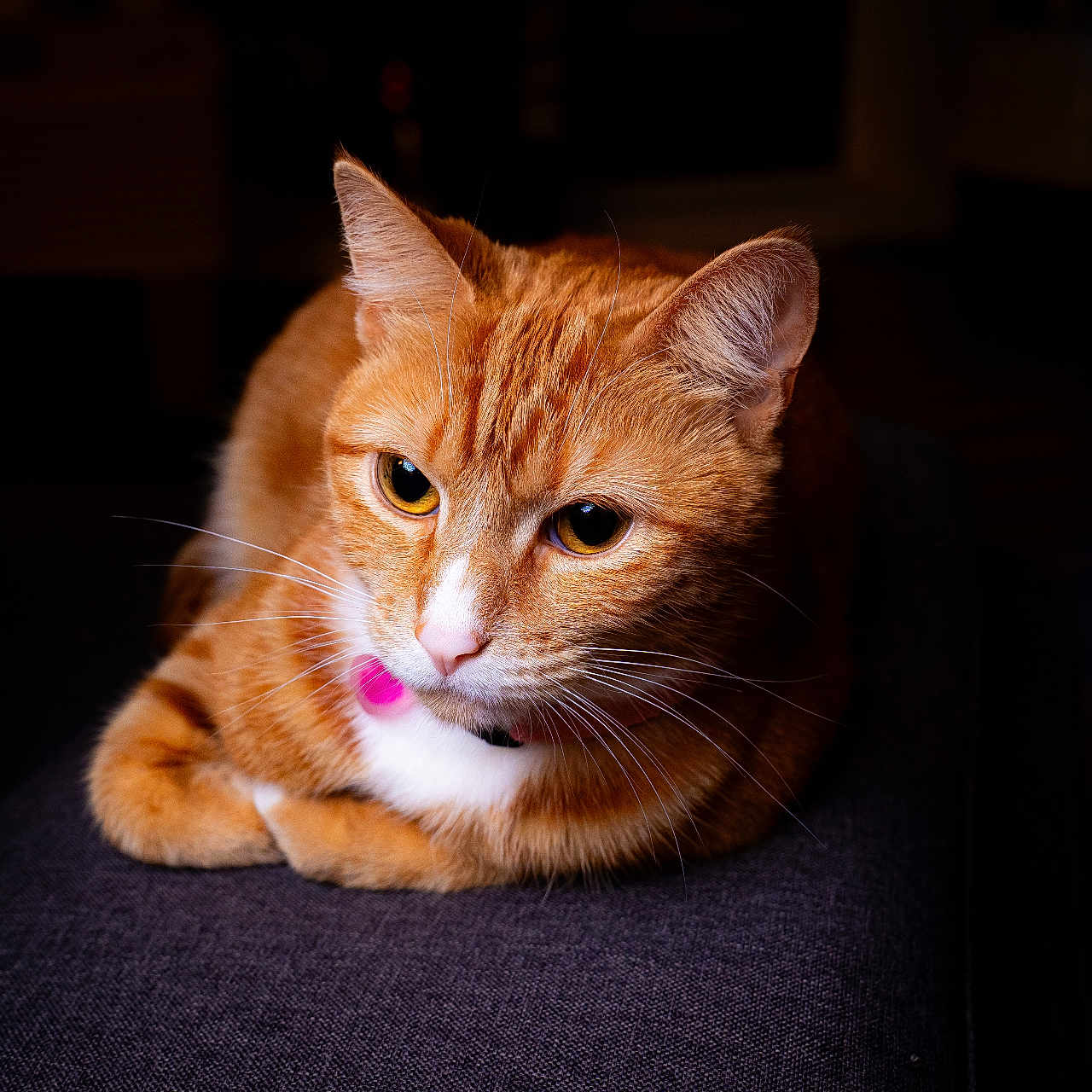 Khira joined the competition — help win amazing prizes! animal, cat, close_up, collar, cute, dark_background, domestic_cat, ears, feline, focused, fur, ginger_cat, indoor, mammal, pet, pink_tag, portrait, resting, whiskers, white_markings