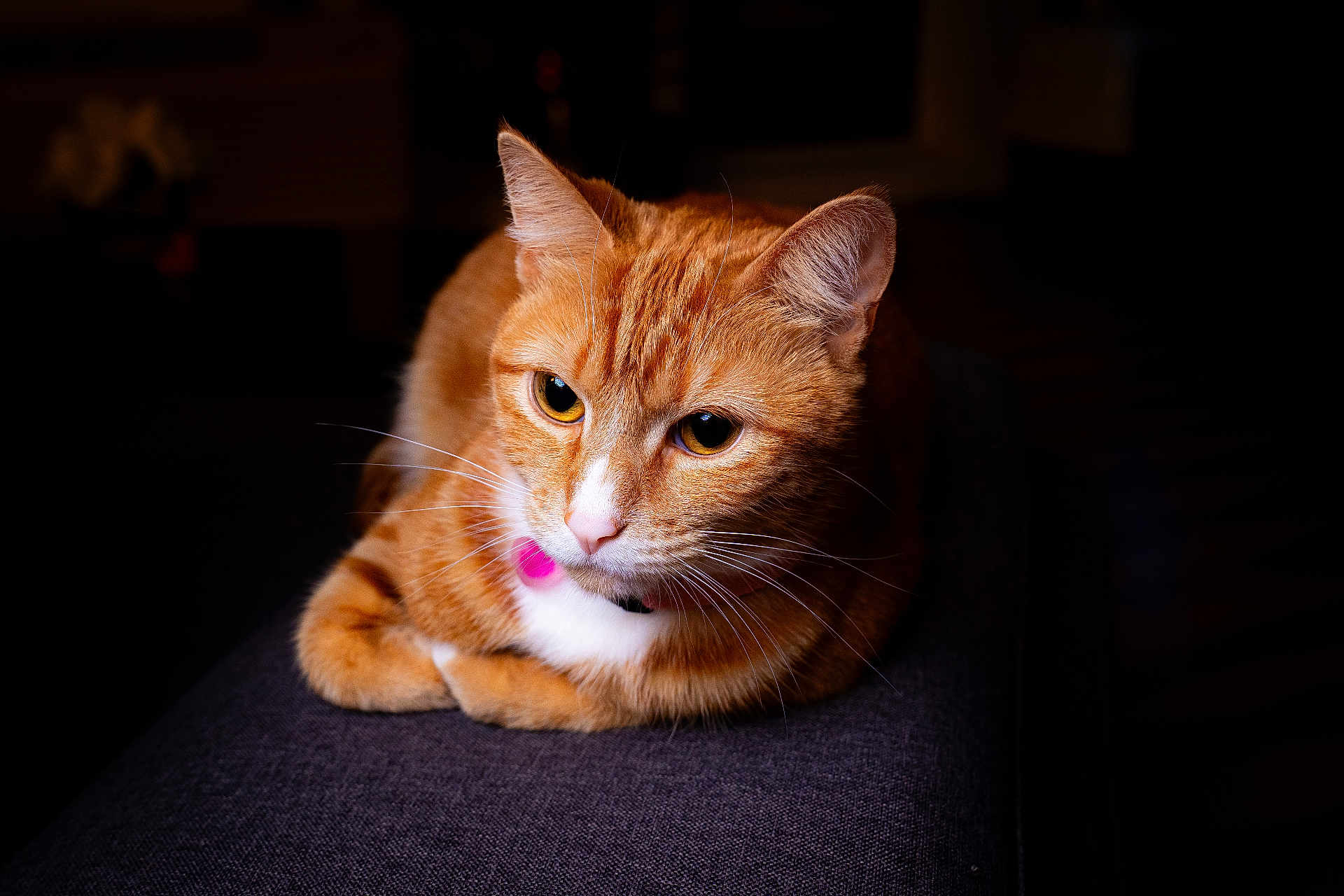 Khira joined the competition — help win amazing prizes! animal, cat, close_up, collar, cute, dark_background, domestic_cat, ears, feline, focused, fur, ginger_cat, indoor, mammal, pet, pink_tag, portrait, resting, whiskers, white_markings