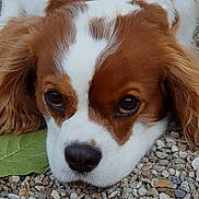 Nayak participe au concours pour gagner de l'argent avec cette photo : dog, close_up, brown_and_white, pet, outdoor, leaf, rocks, animal, cute, portrait, fur, face, snout, ears, nature, expression, laying_down, nostrils, whiskers, calm