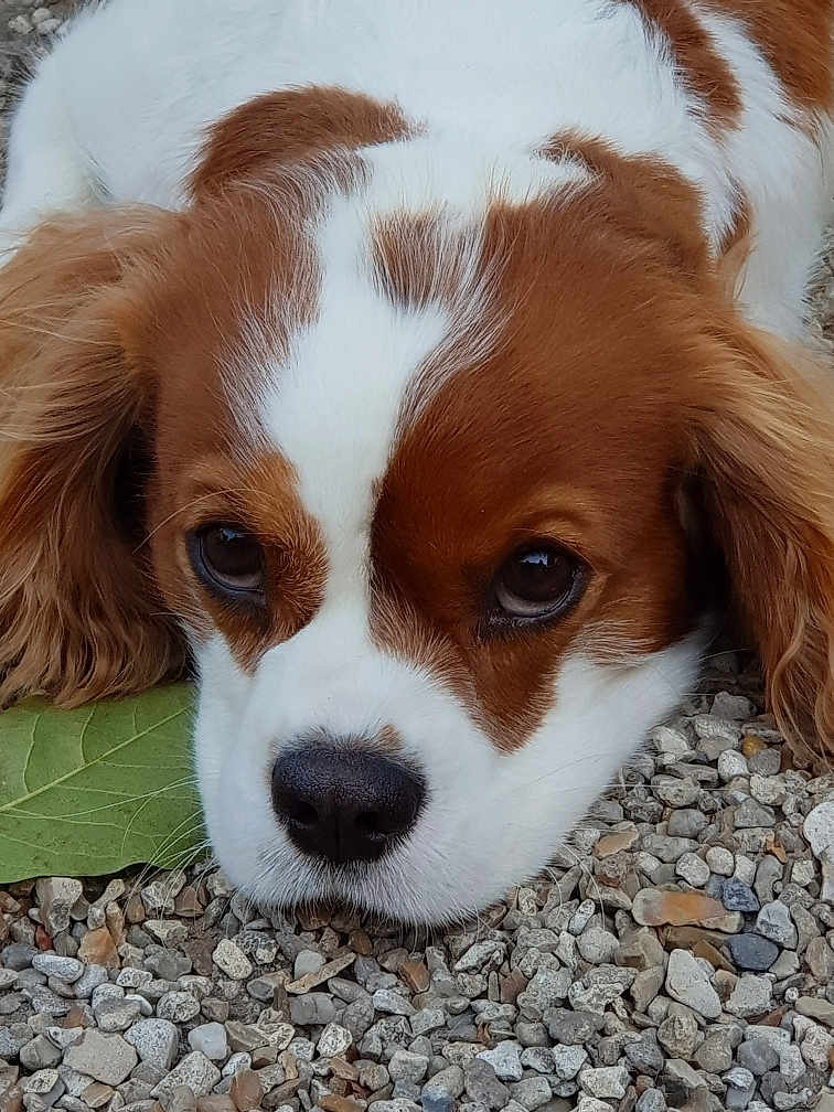 Nayak participe au concours pour gagner de l'argent avec cette photo : dog, close_up, brown_and_white, pet, outdoor, leaf, rocks, animal, cute, portrait, fur, face, snout, ears, nature, expression, laying_down, nostrils, whiskers, calm