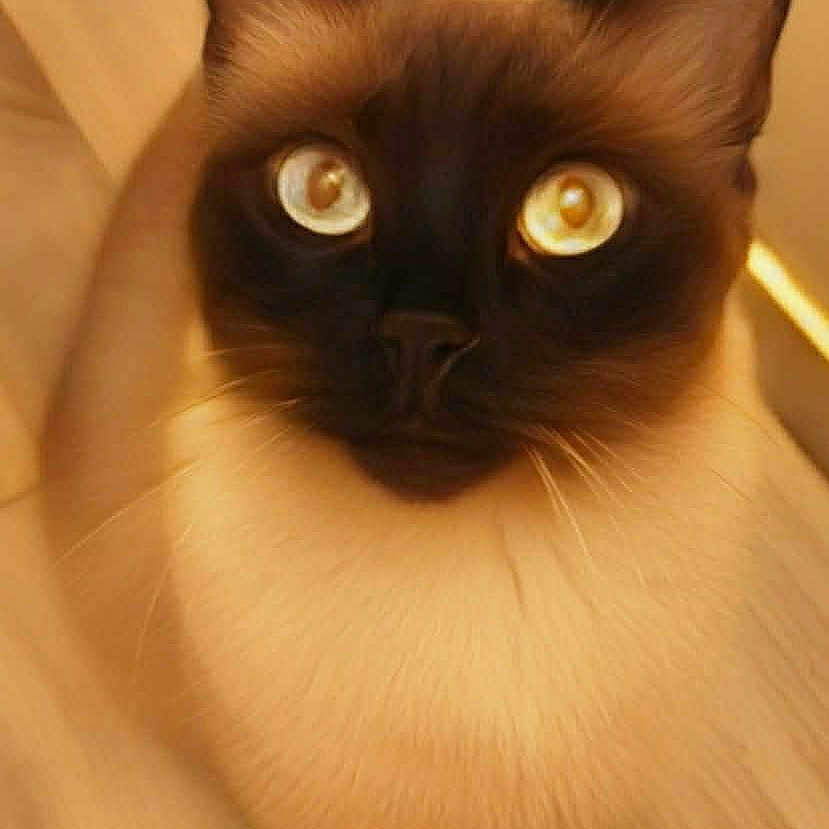 Lola