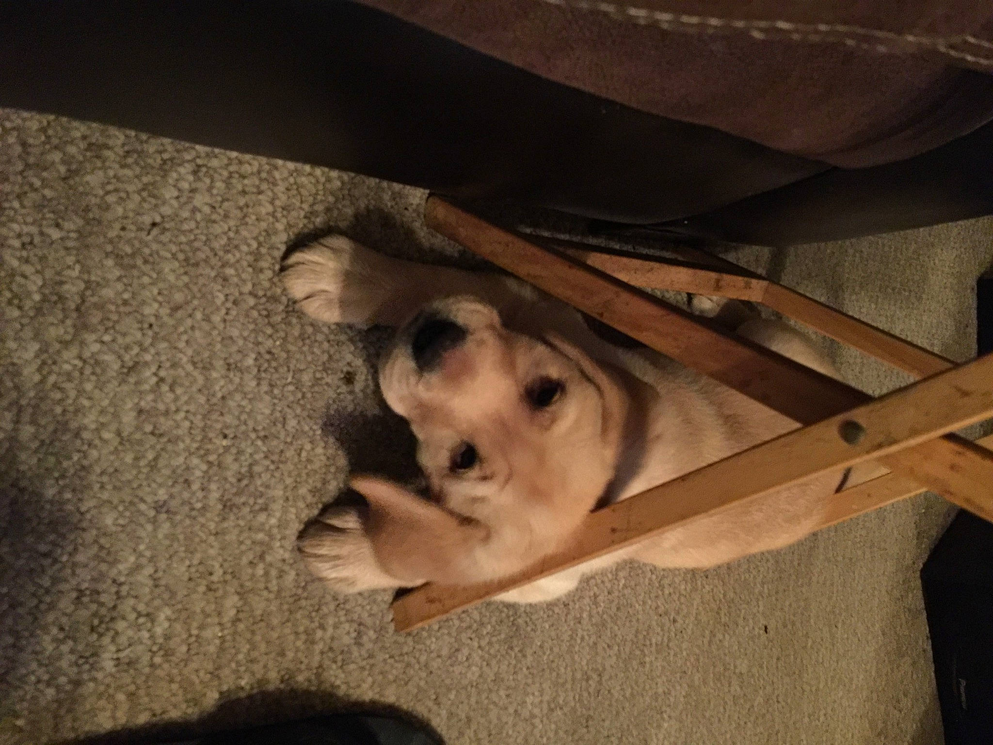 Sierrah joined the competition — help win amazing prizes! canidae, carnivore, companion_dog, dog, dog_breed, fawn, flooring, fur, hardwood, lumber, non_sporting_group, paw, plywood, shadow, snout, sporting_group, tail, tints_and_shades, wood, working_animal