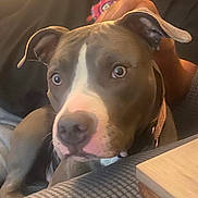Sadie is registered to the contest to win money with this photo: animal, canine, close_up, collar, colorful_design, companion, dog, ears, furniture, gray_fur, indoor, looking, nose, person, pet, portrait, shirt, table, texture, white_fur