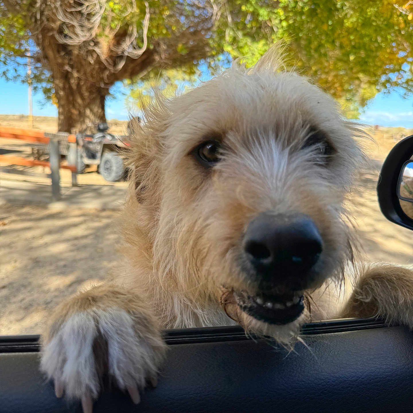 Coco is registered to the contest to win money with this photo: adventure, animal, canine, car_door, close_up, curious, daytime, dog, expression, fur, leisure, nature, outdoor, paw, pet, playful, scruffy, sunlight, tree, vehicle