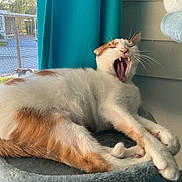 Axle is registered to the contest to win money with this photo: animal, cat, cat_perch, cozy, curtain, feline, fur, home, indoor, orange, paw, pet, relaxing, screen, sleepy, stretching, whiskers, white, window, yawning