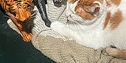 Axle is registered to the contest to win money with this photo: animal_figurines, animal_statues, cat, closeup, cozy, decor, domestic_cat, feline, green_couch, home_interior, indoor, knitted_blanket, orange_and_white_cat, patterned_throw, pet, relaxed, resting_cat, soft_textures, wooden_panther_figurine, wooden_tiger_figurine