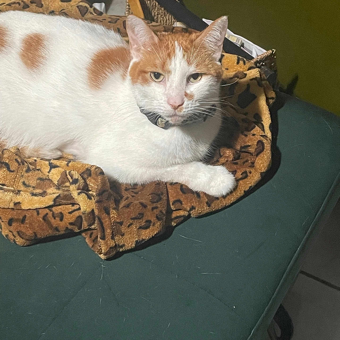 Axle joined the competition — help win amazing prizes! animal, cat, collar, cushion, domestic_cat, ears, face, feline, fur, indoor, leopard_print_blanket, looking_at_camera, orange_spots, paw, pet, quiet, relaxed, resting, whiskers, white_cat