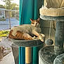 Axle is registered to the contest to win money with this photo: animal, cat, cat_tree, cozy, curtain, domestic_cat, feline, home_interior, indoor, natural_light, orange_and_white_cat, perch, pet, pet_accessory, plush, relaxed, resting, screen, sunlight, window