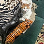 Axle joined the competition — help win amazing prizes! animal_figurine, cat, couch, cozy, cushion, decor, feline, furniture, home, indoor, knitted_throw, living_room, orange_and_white_cat, panther, patterned_blanket, pet, relaxed, resting, statue, tiger_pattern