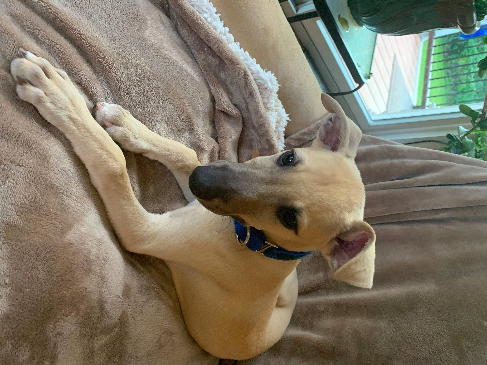 Simba is registered to the contest to win money with this photo: canidae, carnivore, dog, dog_breed, ear, fawn, italian_greyhound, mammal, non_sporting_group, snout, vertebrate, whippet