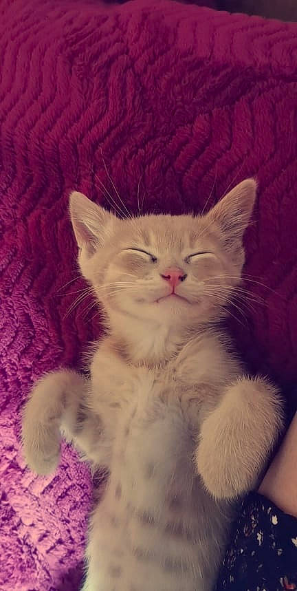 Yoki a rejoint le concours — aidez-le/la à gagner de superbes lots ! carnivore, cat, claw, comfort, electric_blue, fawn, felidae, fur, iris, magenta, paw, sitting, small_to_medium_sized_cats, snout, tail, terrestrial_animal, whiskers