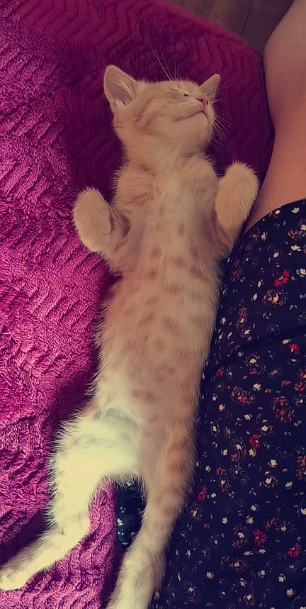 Yoki participe au concours pour gagner de l'argent avec cette photo : carnivore, cat, claw, comfort, domestic_short_haired_cat, fawn, felidae, foot, fur, gesture, human_leg, mammal, nap, paw, small_to_medium_sized_cats, snout, tail, thigh, toe, whiskers