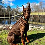 doberman, dog, canine, pet, outdoor, grass, water, dock, trees, sky, clouds, sunlight, collar, brown_dog, sitting, nature, shadow, daytime, animal, portrait