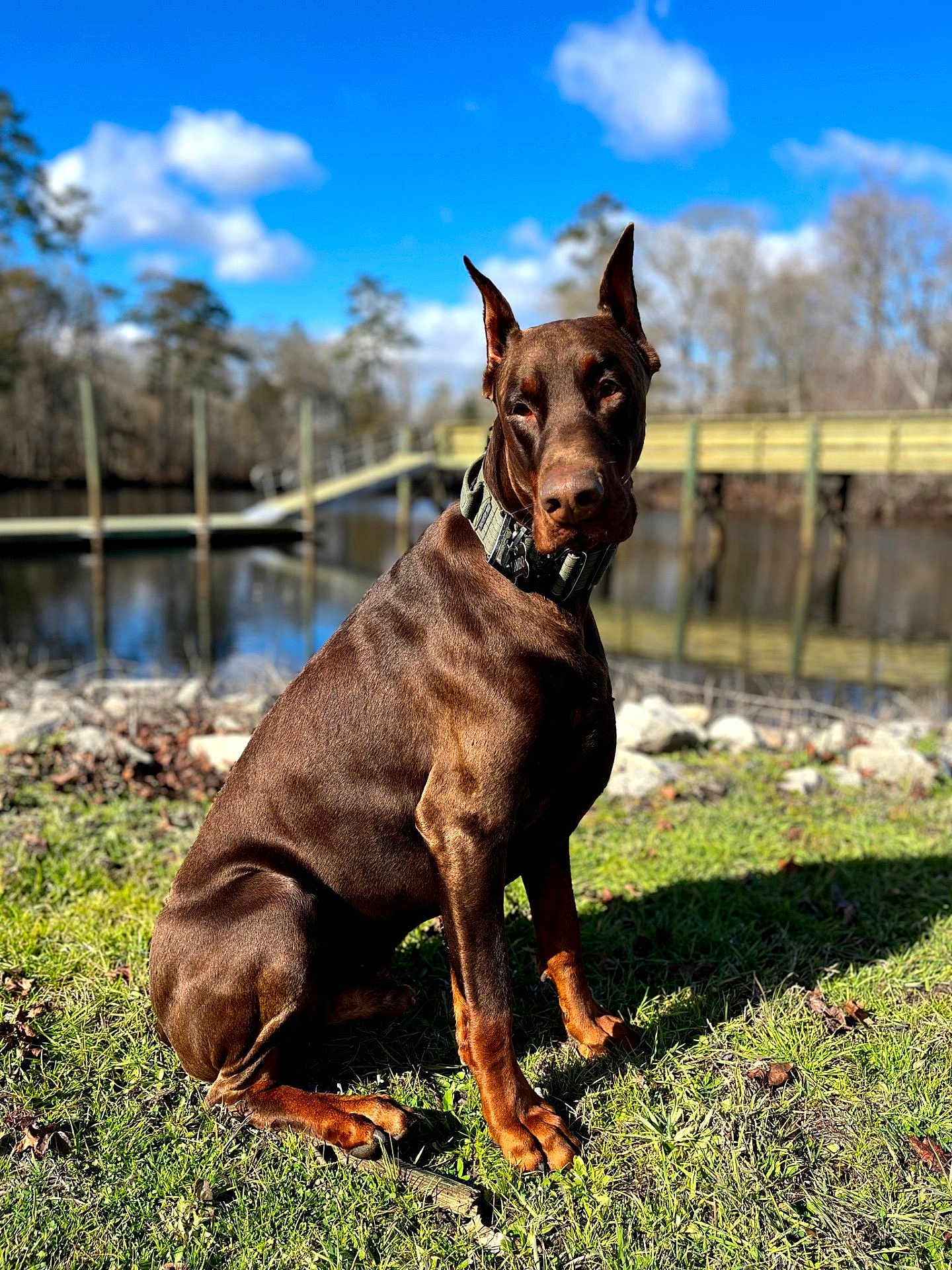 Rambo is registered to the contest to win money with this photo: doberman, dog, canine, pet, outdoor, grass, water, dock, trees, sky, clouds, sunlight, collar, brown_dog, sitting, nature, shadow, daytime, animal, portrait