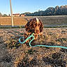Billy participe au concours pour gagner de l'argent avec cette photo : puppy, dog, leash, grass, dry_grass, outdoor, sunlight, blue_sky, trees, house, playing, animal, pet, nature, field, cute, young_dog, brown_dog, white_markings, sunny