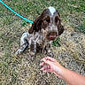 animal, brown, cute, dog, domestic, friendly, fur, grass, hand, leash, nature, outdoor, pet, playful, puppy, sitting, training, treat, white, young