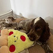 Billy participe au concours pour gagner de l'argent avec cette photo : puppy, dog, bed, plush_toy, yellow, red, soft, cozy, indoor, brown, white, fur, cute, pet, relaxed, playing, toy, napping, comfort, blanket