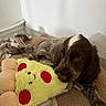 puppy, dog, bed, plush_toy, yellow, red, soft, cozy, indoor, brown, white, fur, cute, pet, relaxed, playing, toy, napping, comfort, blanket
