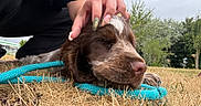 Billy participe au concours pour gagner de l'argent avec cette photo : animal, brown_dog, canine, closeup, dog, grass, hand, leash, nail_art, nature, outdoor, person, pet, playing, relaxation, resting, sky, summer, trees, white_marking