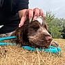 animal, brown_dog, canine, closeup, dog, grass, hand, leash, nail_art, nature, outdoor, person, pet, playing, relaxation, resting, sky, summer, trees, white_marking