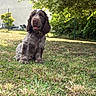 Billy a rejoint le concours — aidez-le/la à gagner de superbes lots ! animal, brown, bushes, canine, cute, dog, ears, fence, fur, garden, grass, mammal, nature, outdoor, pet, sitting, sunlight, tongue, white, young