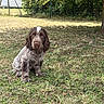 puppy, dog, grass, outdoor, tree, shade, brown, white, young_dog, pet, animal, canine, nature, fence, leafy, garden, sitting, cute, adorable, backyard