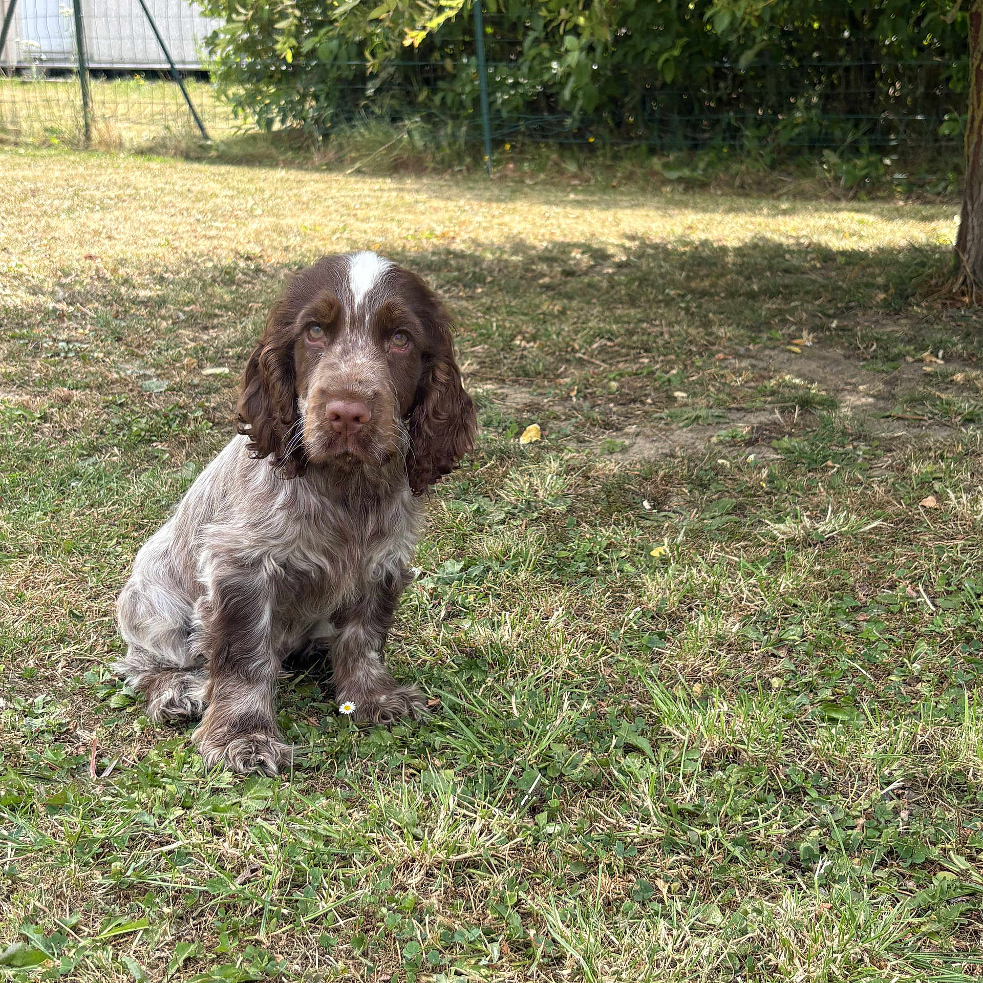 Billy a rejoint le concours — aidez-le/la à gagner de superbes lots ! puppy, dog, grass, outdoor, tree, shade, brown, white, young_dog, pet, animal, canine, nature, fence, leafy, garden, sitting, cute, adorable, backyard