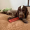 Billy participe au concours pour gagner de l'argent avec cette photo : animal, blanket, brown, canine, chew_toy, comfort, cozy, cute, dog, fur, indoor, lying_down, pet, plush_toy, puppy, relaxed, resting, texture, toy, white