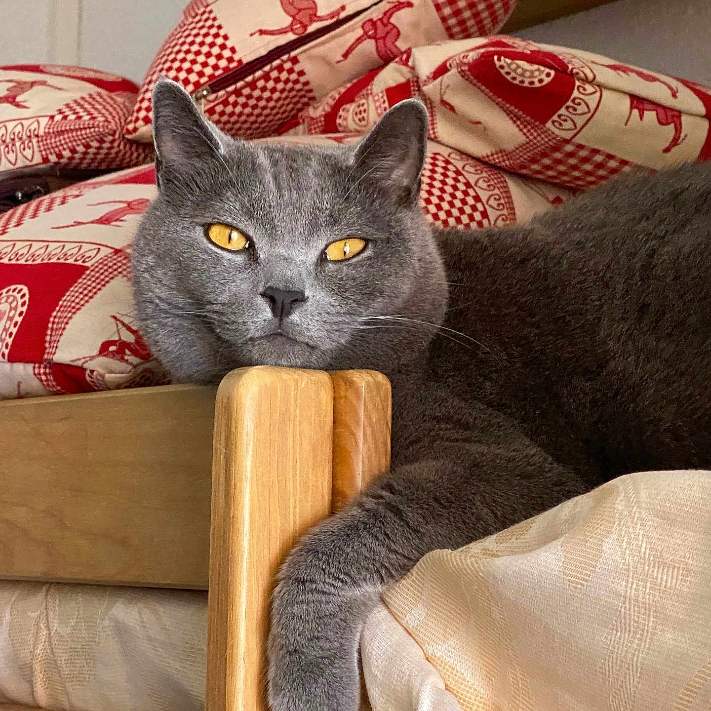 Napo participe au concours pour gagner de l'argent avec cette photo : animal, bed, bedroom, blanket, cat, chair, couch, cushion, furniture, hardwood, homedecor, indoors, interiordesign, kitten, pet, pillow, quilt, room, stainedwood, wood