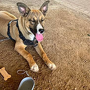 Apollo joined the competition — help win amazing prizes! dog, canine, pet, outdoor, dirt, ground, tongue_out, happy, leash, harness, water_dispenser, bone_biscuit, paw, animal, resting, sunlight, playful, closeup, brown_fur, ears