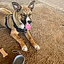dog, canine, pet, outdoor, dirt, ground, tongue_out, happy, leash, harness, water_dispenser, bone_biscuit, paw, animal, resting, sunlight, playful, closeup, brown_fur, ears