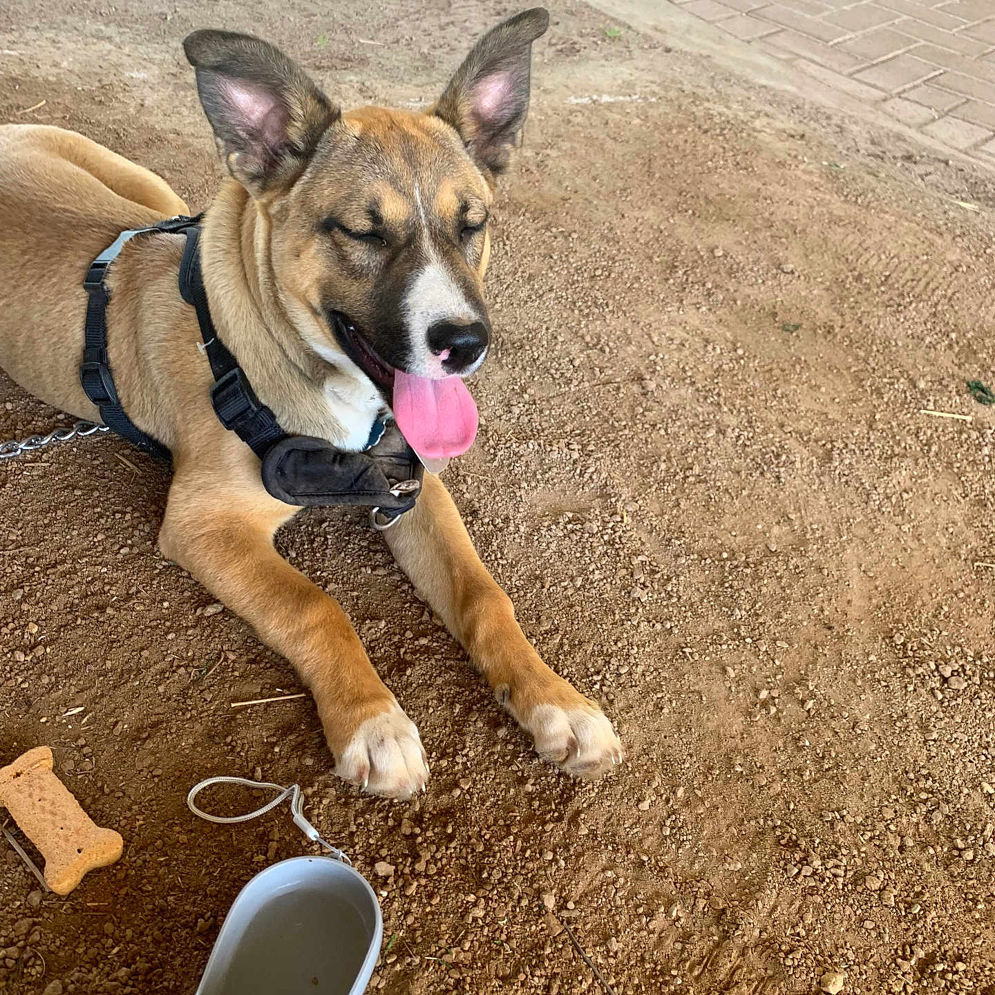Apollo joined the competition — help win amazing prizes! animal, bone_biscuit, brown_fur, canine, closeup, dirt, dog, ears, ground, happy, harness, leash, outdoor, paw, pet, playful, resting, sunlight, tongue_out, water_dispenser