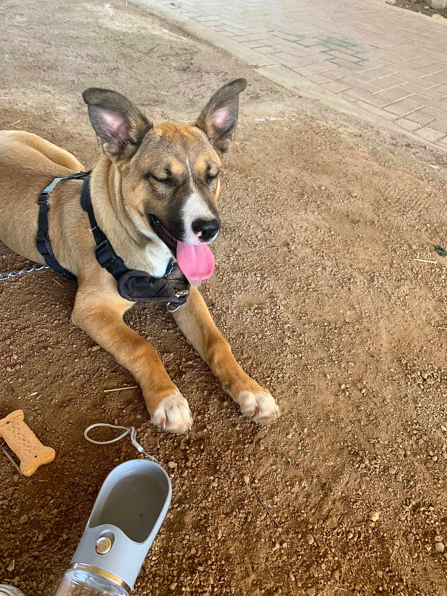 Apollo joined the competition — help win amazing prizes! dog, canine, pet, outdoor, dirt, ground, tongue_out, happy, leash, harness, water_dispenser, bone_biscuit, paw, animal, resting, sunlight, playful, closeup, brown_fur, ears