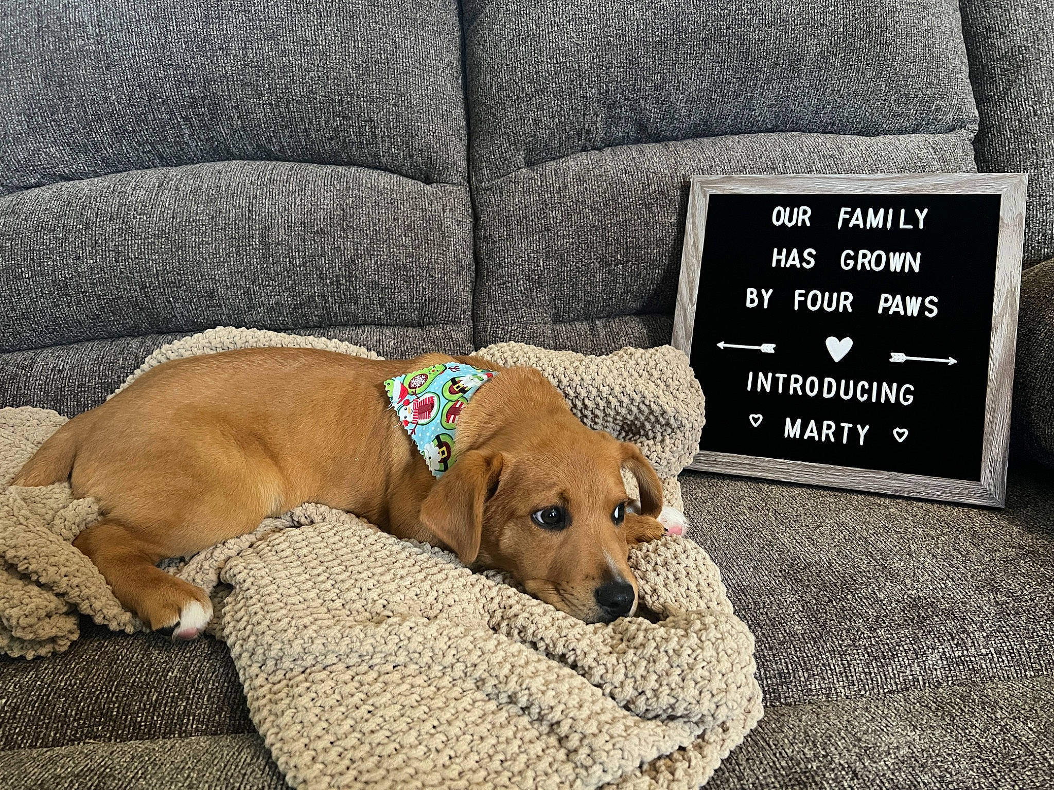 Marty is registered to the contest to win money with this photo: canidae, carnivore, comfort, companion_dog, couch, dog, dog_breed, dog_supply, fawn, flooring, font, fur, grey, liver, pet_supply, rectangle, snout, sporting_group, terrestrial_animal, working_animal