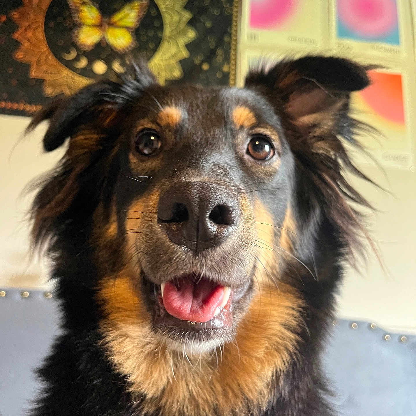 Luna joined the competition — help win amazing prizes! animal, background, black_and_tan, butterfly, canine, close_up, colorful, decor, dog, ears_up, expression, friendly, fur, happy, indoor, pet, portrait, studio, tongue_out, wall_art