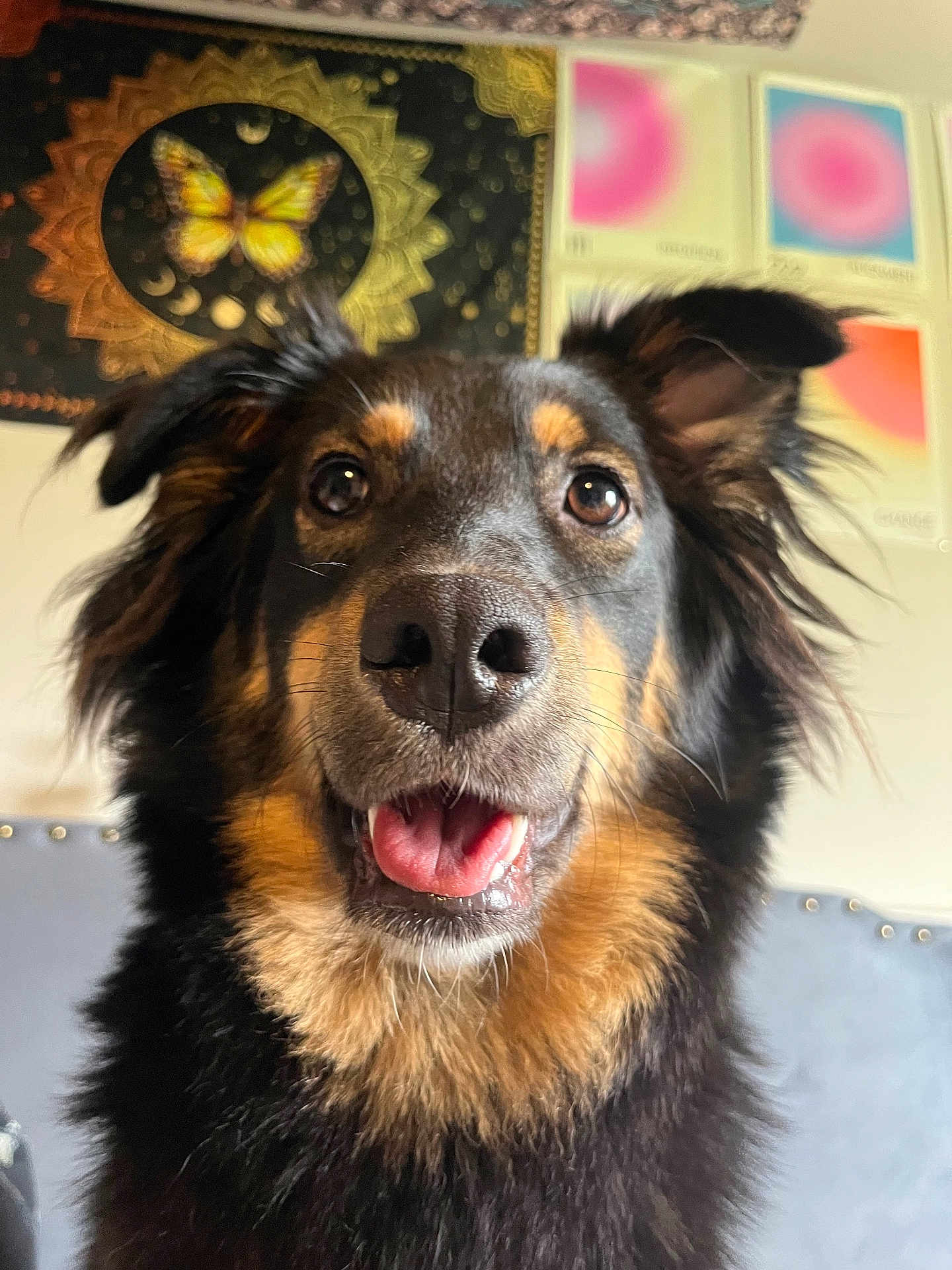 Luna joined the competition — help win amazing prizes! dog, close_up, portrait, black_and_tan, happy, tongue_out, ears_up, fur, indoor, wall_art, butterfly, colorful, decor, pet, animal, canine, friendly, expression, studio, background