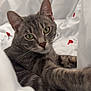 animal, bed, blanket, cat, close_up, cozy, curious, cute, domestic_cat, feline, green_eyes, indoor, pet, red_hearts, resting, soft_light, striped_fur, tabby_cat, whiskers, white_blanket