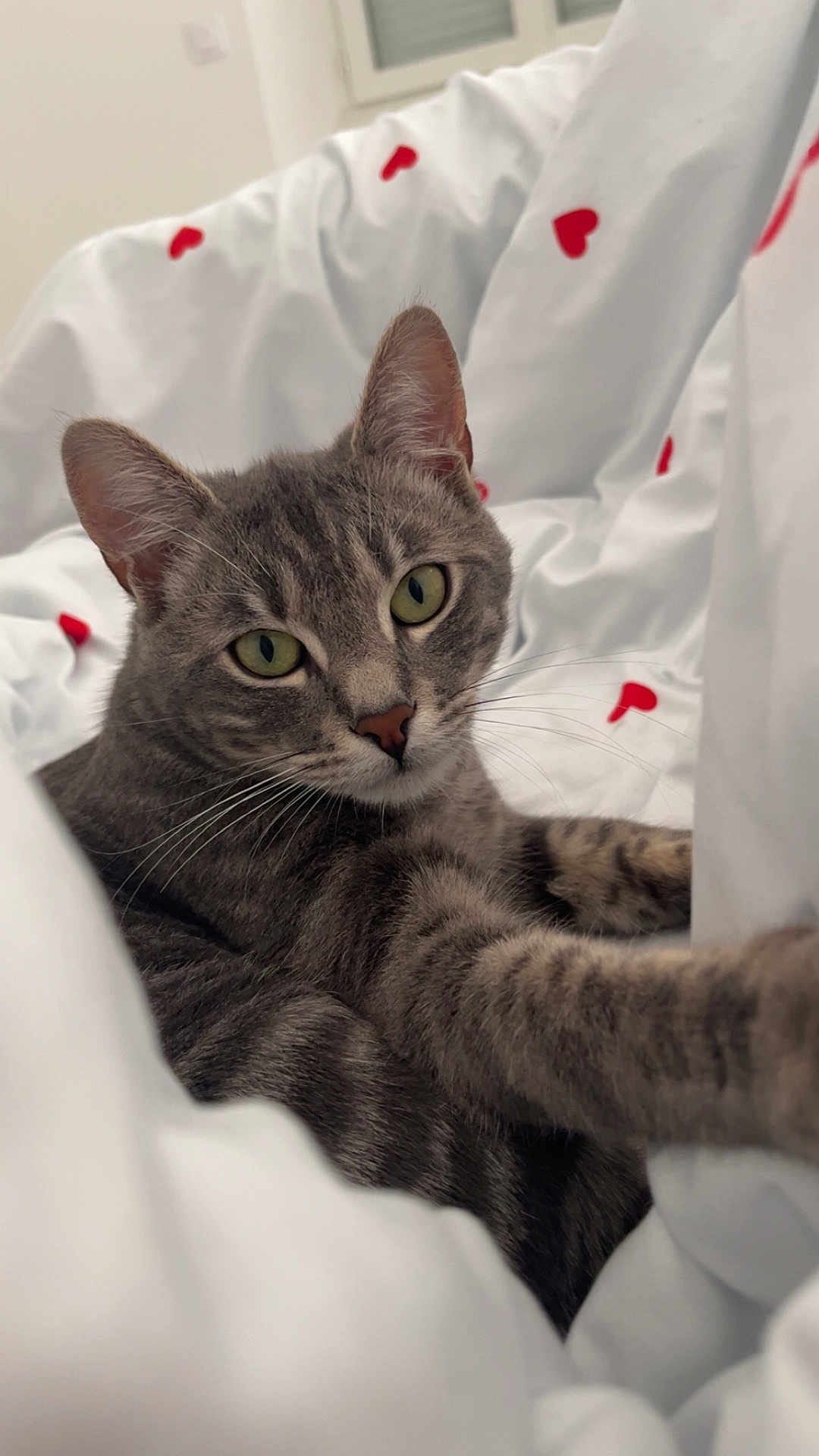 Grizzly a rejoint le concours — aidez-le/la à gagner de superbes lots ! animal, bed, blanket, cat, close_up, cozy, curious, cute, domestic_cat, feline, green_eyes, indoor, pet, red_hearts, resting, soft_light, striped_fur, tabby_cat, whiskers, white_blanket