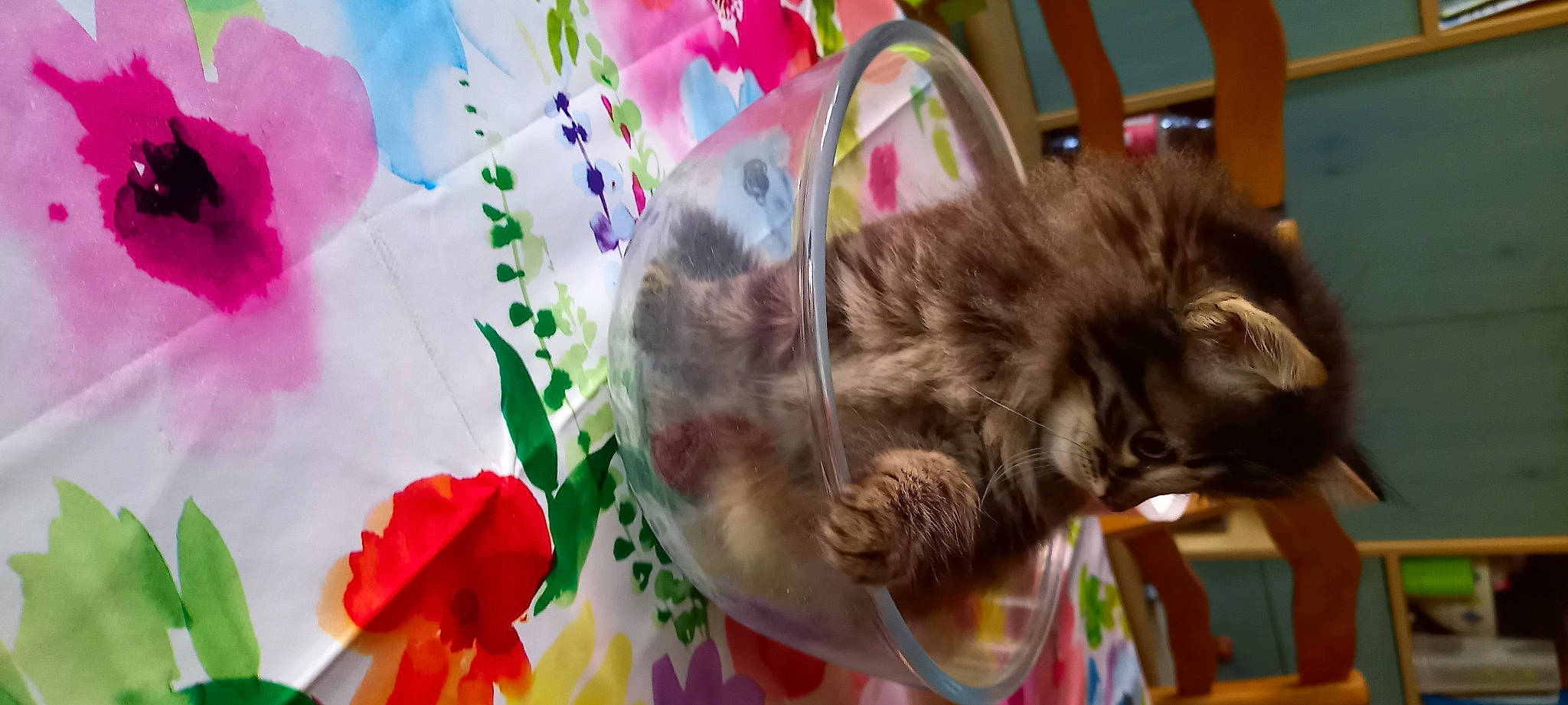 Nounouille participe au concours pour gagner de l'argent avec cette photo : art, carnivore, cat, companion_dog, dog_breed, domestic_short_haired_cat, fawn, felidae, flowering_plant, fur, happy, liver, magenta, petal, plant, rose, small_to_medium_sized_cats, sporting_group, tail, whiskers