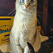 Wednesday joined the competition — help win amazing prizes! animal, blue_eyes, cat, close_up, curious, domestic_cat, feline, focused, fur, indoor, looking_up, paws, pet, post_it_notes, rustic_background, sitting, soft_lighting, table, tail, whiskers