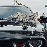 Daki is registered to the contest to win money with this photo: cat, animal, pet, car, muscle_car, hood, reflection, leash, outdoor, vehicle, black_car, spotted_cat, alert, daytime, parked_car, side_mirror, headlights, trees, person_in_background, sky