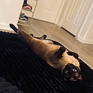 Mikasa joined the competition — help win amazing prizes! animal, black_surface, blue_eyes, cat, cute, door, feline, floor, fur, home, indoor, looking_up, lying_down, pet, playful, relaxed, shelf, shoes, siamese_cat, whiskers