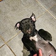 Arlow a rejoint le concours — aidez-le/la à gagner de superbes lots ! animal, belly, black_dog, close_up, cute, dog, ears, floor, hand, indoor, looking_up, paw, pet, petting, playful, puppy, tile_floor, touch, white_marking, young_dog