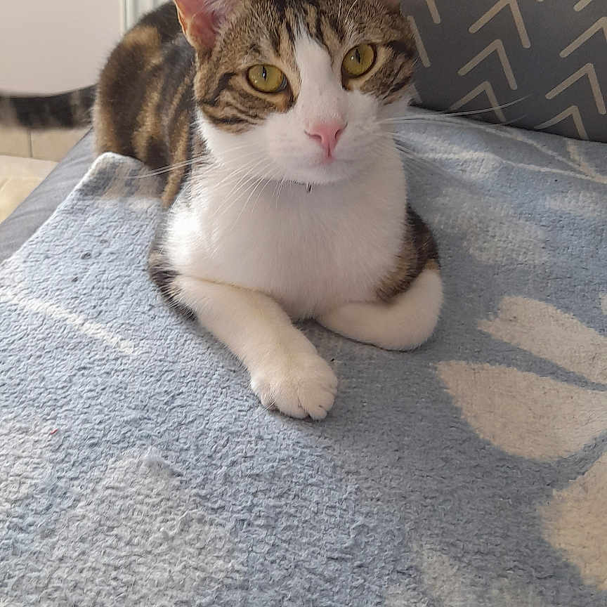 Uméko participe au concours pour gagner de l'argent avec cette photo : animal, blanket, blue_blanket, cat, chair, cozy, cute, ears, feline, golden_eyes, home, indoor, patterned_blanket, pet, pillow, relaxed, tabby, whiskers, white_paws, zigzag_pattern