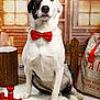 Arley participe au concours pour gagner de l'argent avec cette photo : animal, black_and_white, bow_tie, carpet, christmas, cute, decor, dog, festive, holiday, indoor, log, pet, portrait, red, seasonal, sitting, toy_train, white, wooden_background