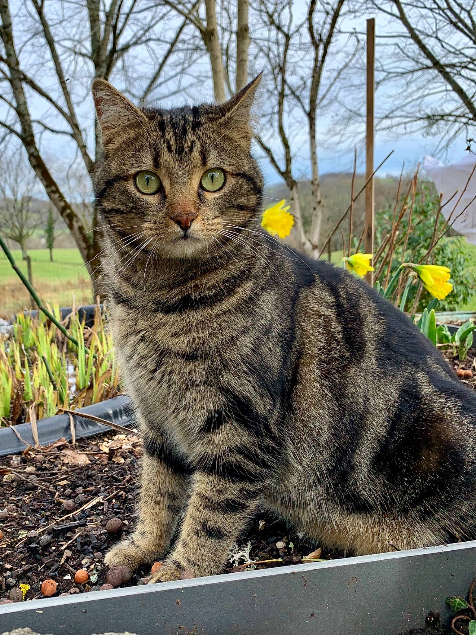 Lilly a rejoint le concours — aidez-le/la à gagner de superbes lots ! asphalt, bobcat, carnivore, cat, domestic_short_haired_cat, felidae, fur, grass, plant, road_surface, sitting, sky, small_to_medium_sized_cats, snout, soil, tail, terrestrial_animal, tree, twig, whiskers