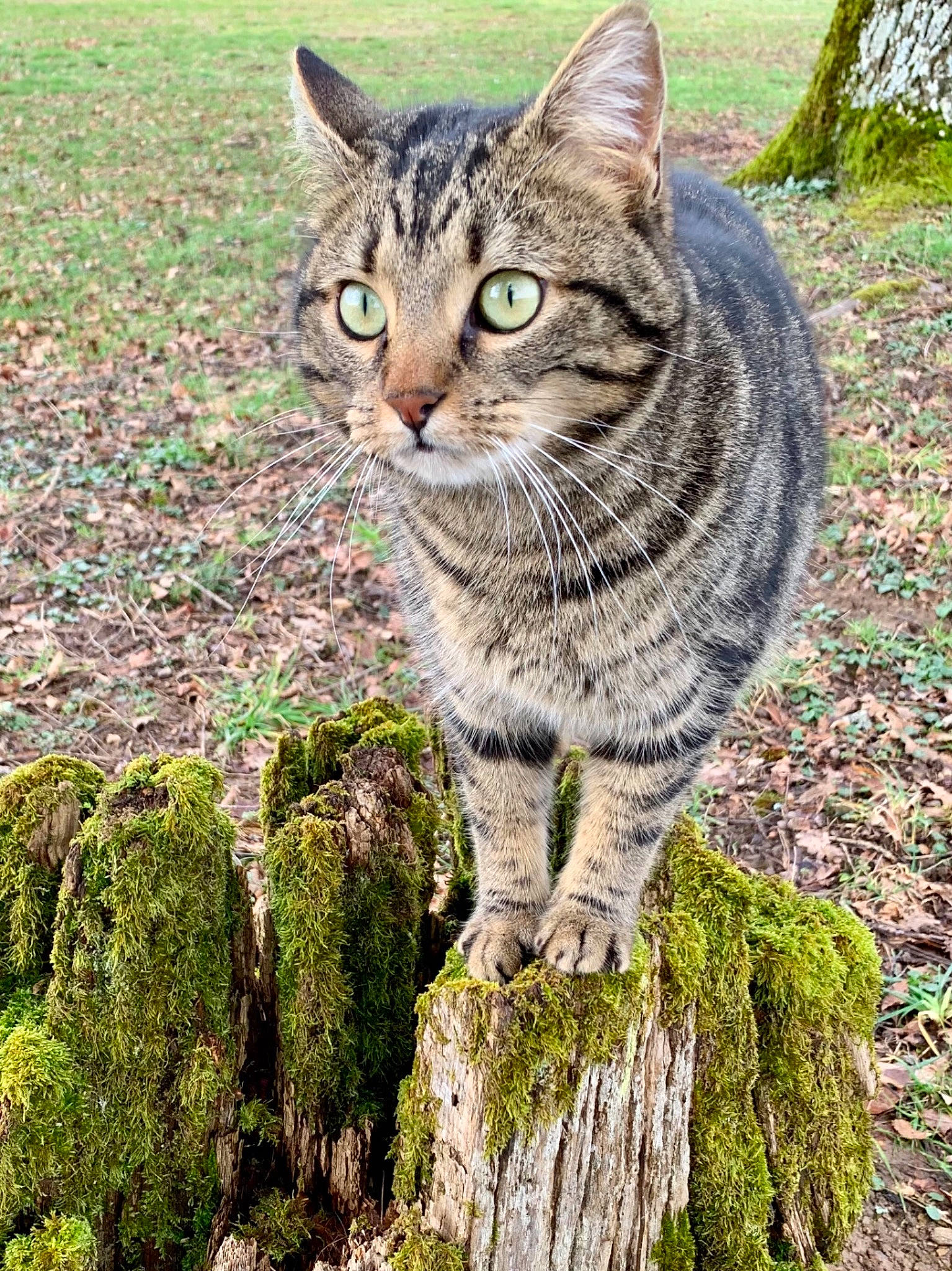 Lilly a rejoint le concours — aidez-le/la à gagner de superbes lots ! bedrock, bobcat, carnivore, cat, domestic_short_haired_cat, felidae, fur, grass, groundcover, lynx, nature, ocelot, plant, small_to_medium_sized_cats, snout, tail, terrestrial_animal, tree, trunk, whiskers