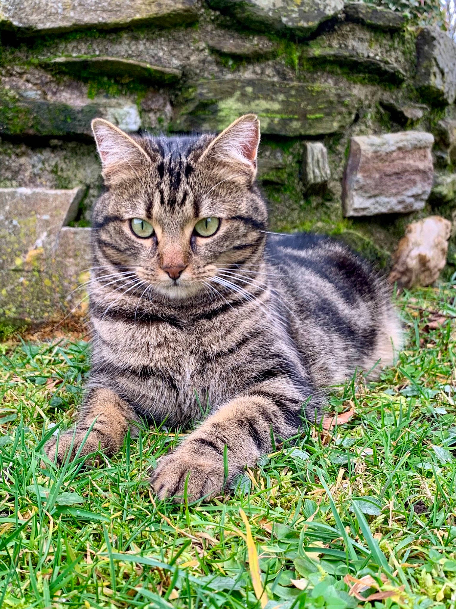 Lilly a rejoint le concours — aidez-le/la à gagner de superbes lots ! carnivore, cat, domestic_short_haired_cat, felidae, fur, grass, groundcover, paw, plant, small_to_medium_sized_cats, tail, terrestrial_animal, tree, whiskers