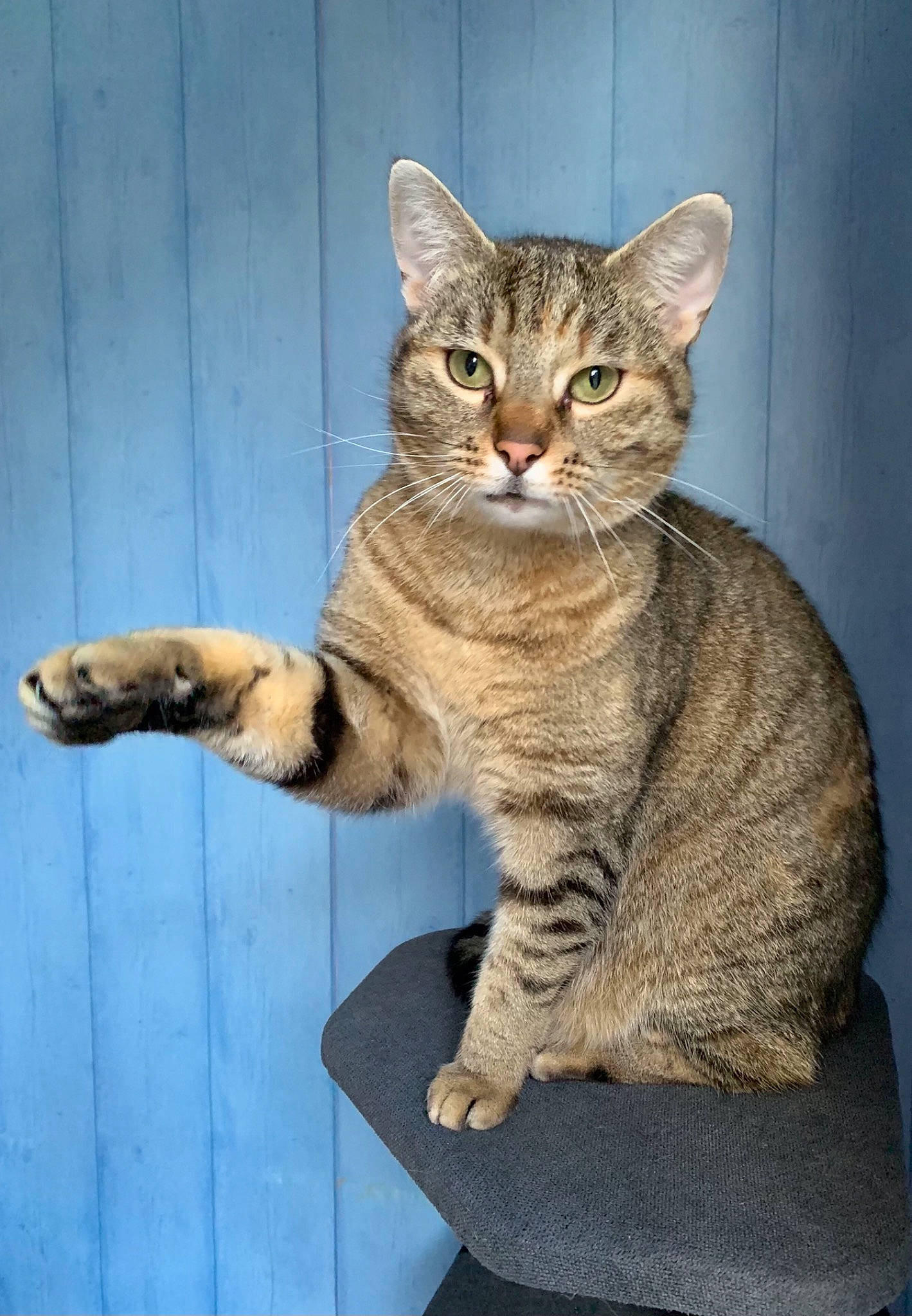 Poopy participe au concours pour gagner de l'argent avec cette photo : carnivore, cat, domestic_short_haired_cat, felidae, fur, paw, sitting, small_to_medium_sized_cats, snout, tail, terrestrial_animal, whiskers, wildlife